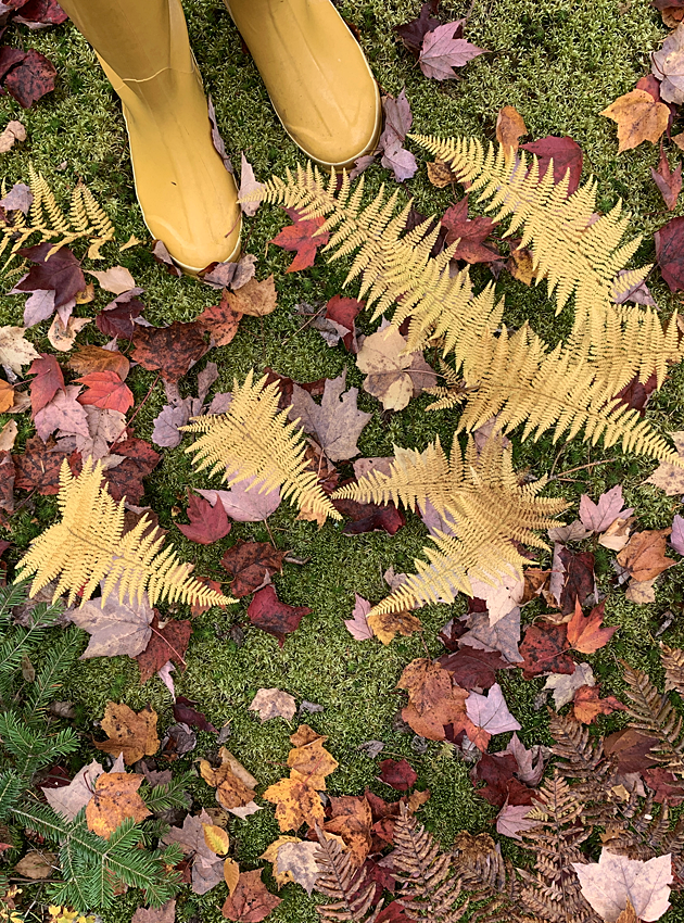 about-ferns Yellow boots and ferns in Fall