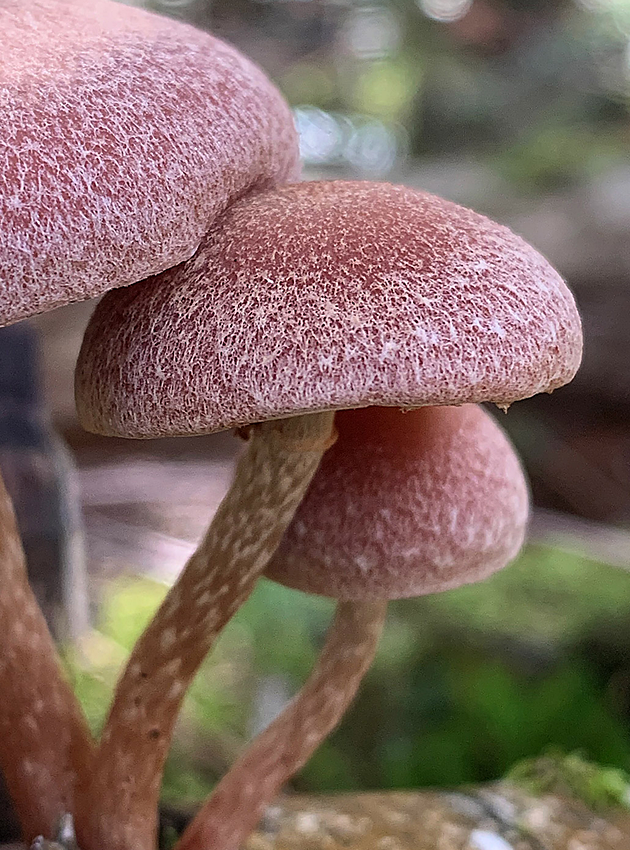about-mushrooms